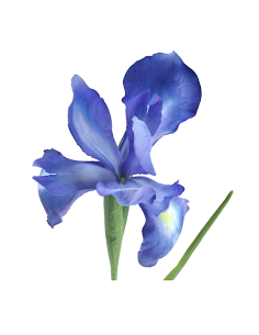 FIORE 2046-10 IRIS GERMANICA BLU