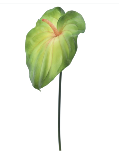 PIANTA 2742-09 FOGLIA ANTHURIUM