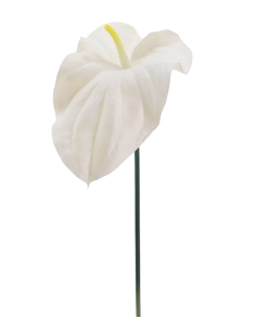 FIORE 2748-11 TULIPANO BIANCO