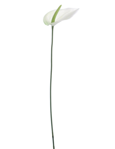 FIORE 6273-01 LISIANTHUS CREMA