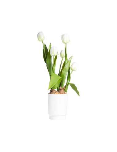 TULIPANO 28016 BIANCO CON VASO 13X58CM