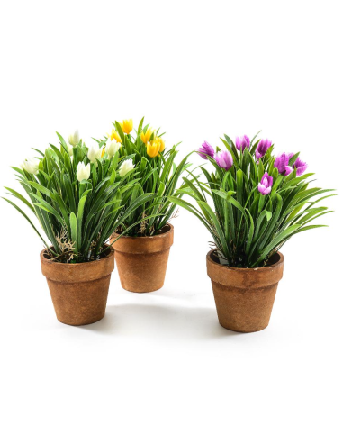 PIANTA 44422 TULIPANI ASSORTITO 25X18CM VASO PLASTICA