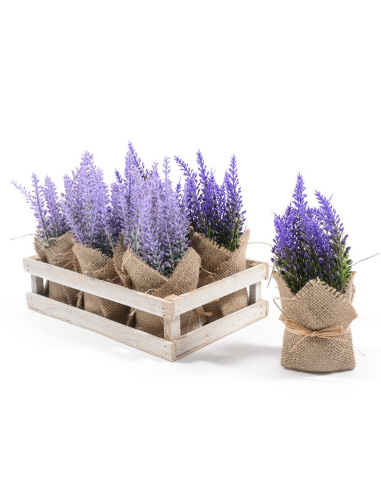 PIANTA 44507 LAVANDA ASSORTITO H16CM VASETTO JUTA