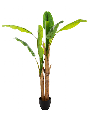 PIANTA 167300 BANANO DOPPIO H160CM CON VASO