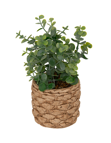 PIANTA 206559 JAYE EUCALIPTO 12X27CM VASO CEMENTO