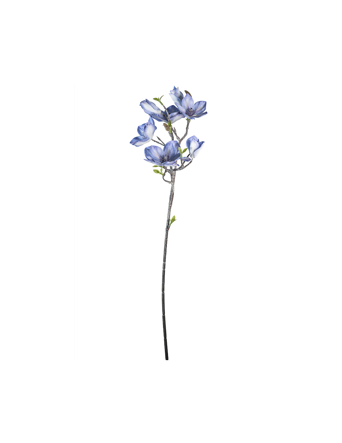 STELO 4010000117 MAGNOLIA LAVANDA GIAPPONESE CON BOCCIOLI