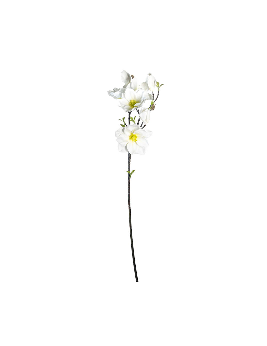 STELO 4010000136 MAGNOLIA BIANCA GIAPPONESE CON BOCCIOLI