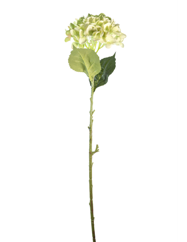 STELO 4000002001 HYDRANGEA VERDE A CESPUGLIO