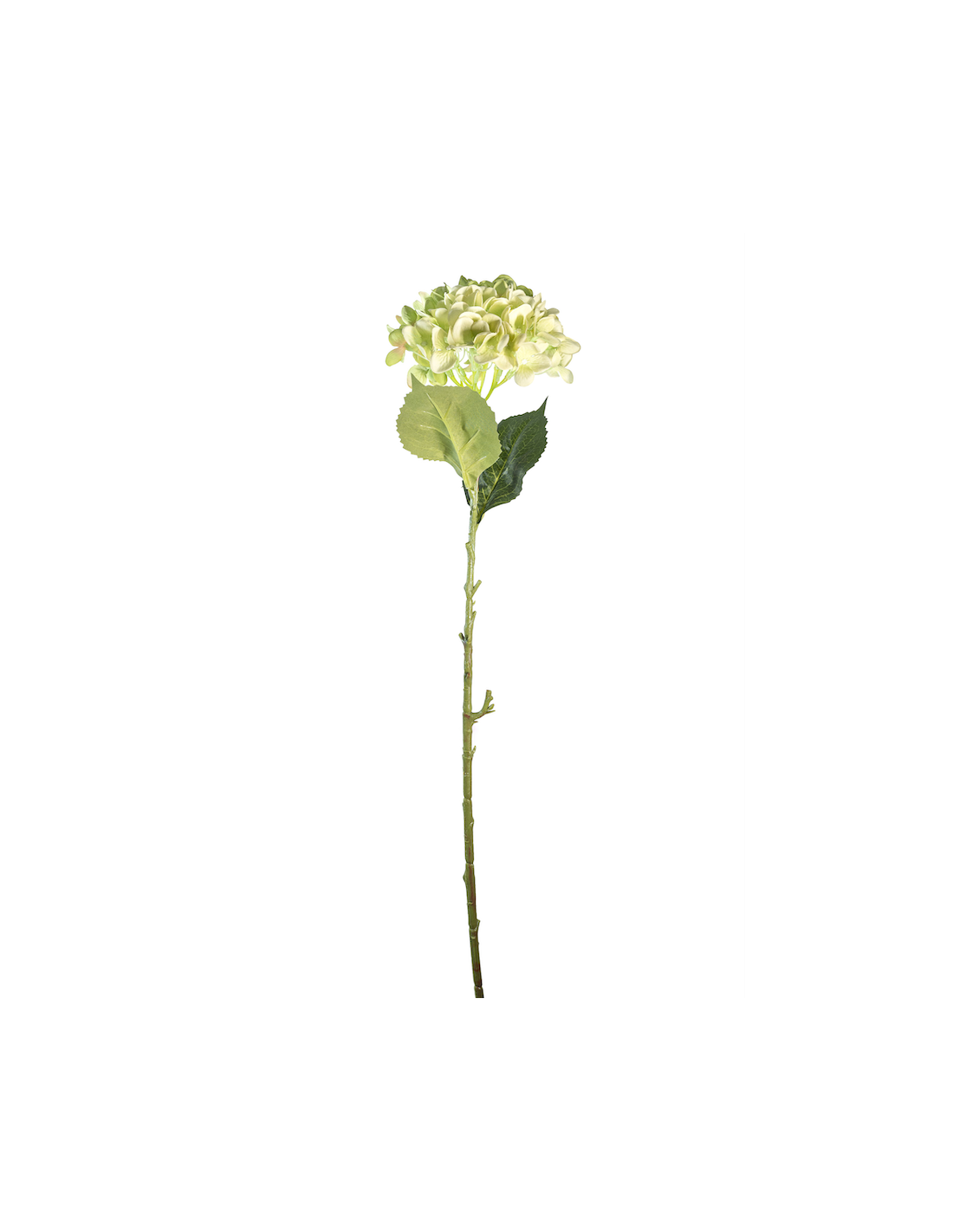 STELO 4000002001 HYDRANGEA VERDE A CESPUGLIO