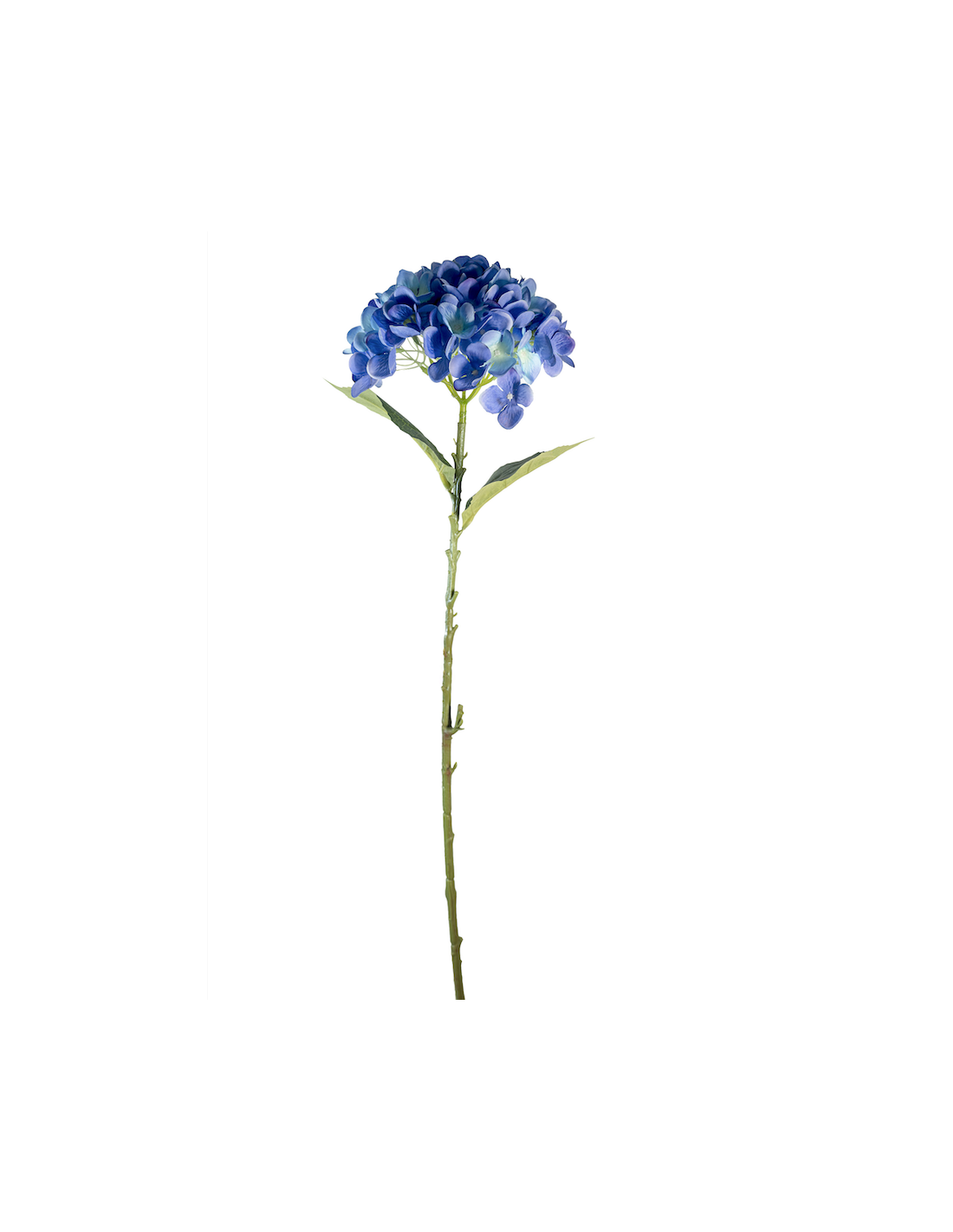 STELO 4000002023 HYDRANGEA BLU A CESPUGLIO