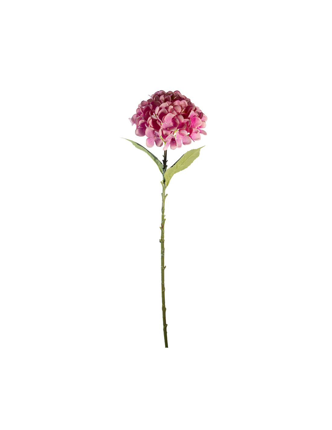 STELO 4000002091 HYDRANGEA ROSA A CESPUGLIO