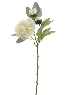 FIORE 4737-01 PEONIA CREMA CON BOCCIOLI