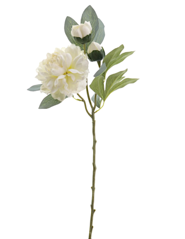 FIORE 4737-01 PEONIA CREMA CON BOCCIOLI