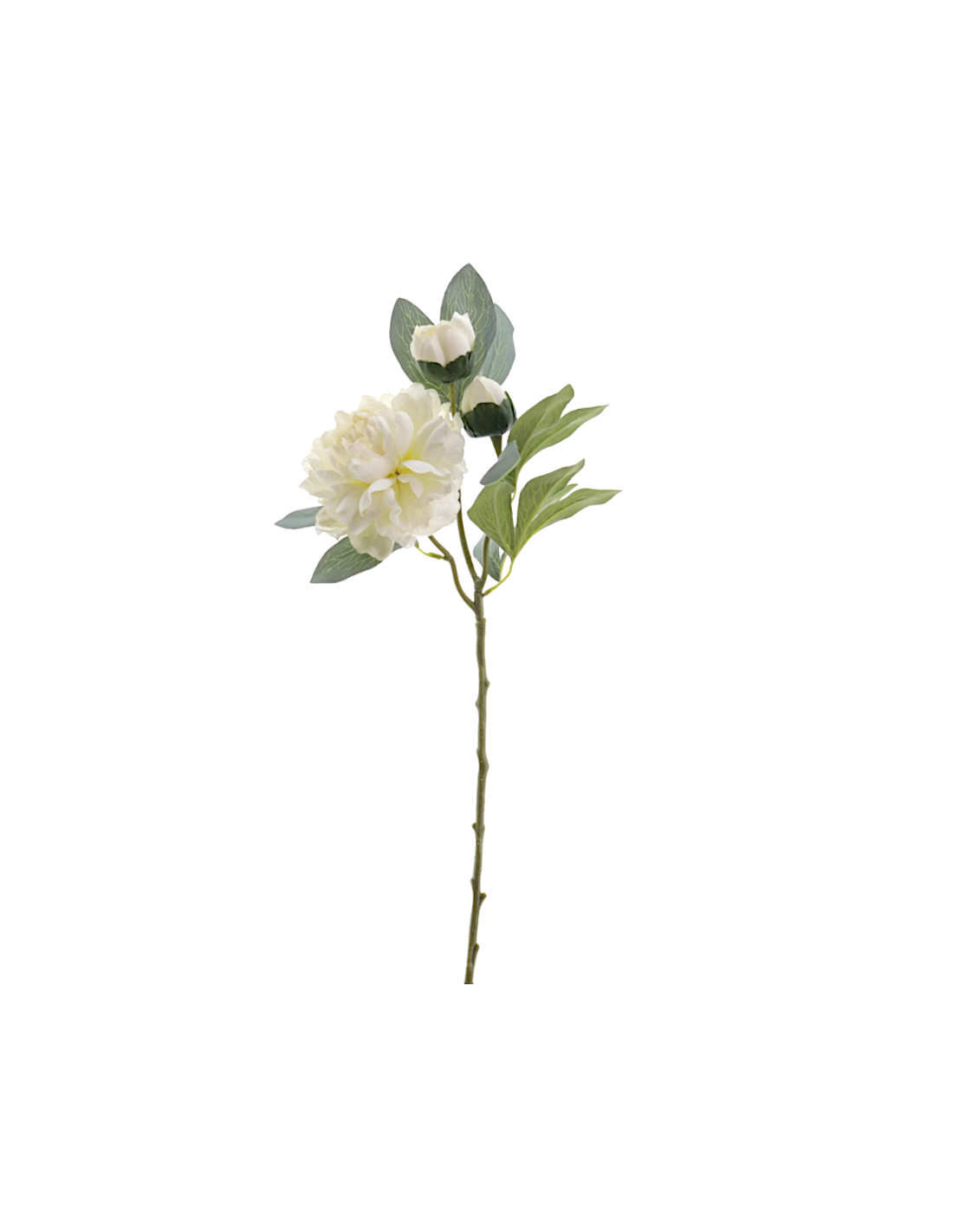 FIORE 4737-01 PEONIA CREMA CON BOCCIOLI