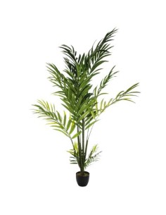 PIANTA PALMA ARECA 230CM