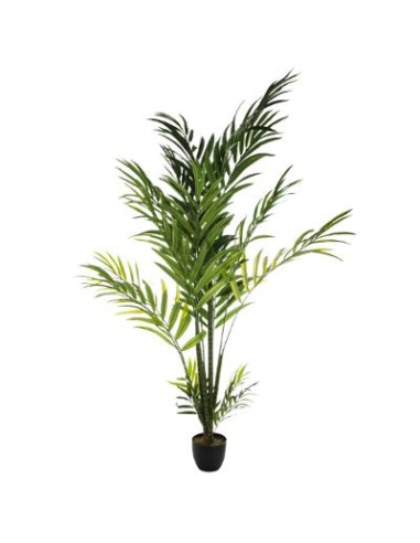 PIANTA PALMA ARECA 230CM