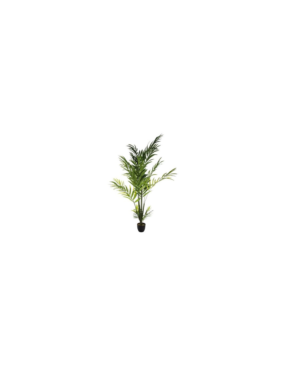 PIANTA PALMA ARECA 230CM