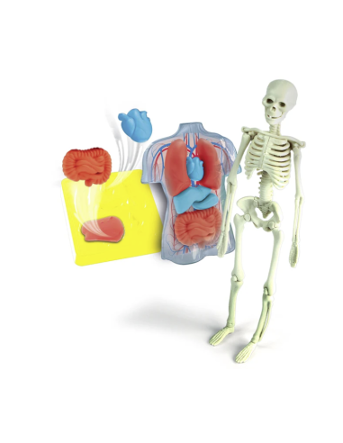 clementoni anatomia scheletro organi gioco educativo shopincasa.it