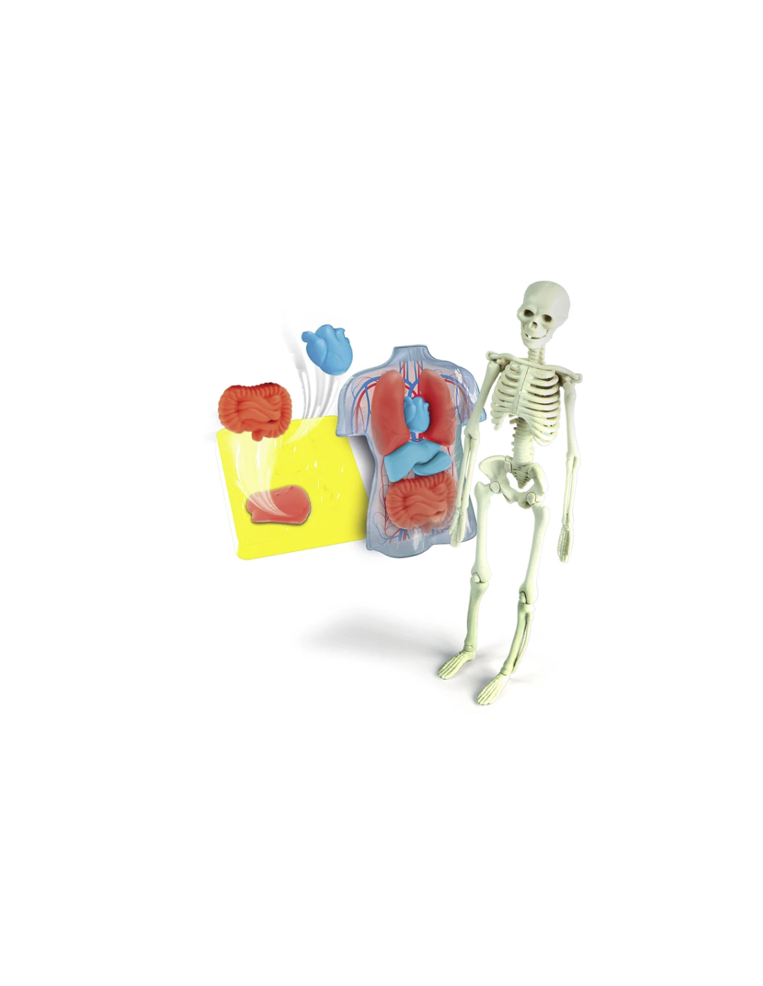 clementoni anatomia scheletro organi gioco educativo shopincasa.it