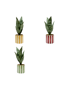 SANSEVIERIA 210126 CHERI H38CM VASO CERAMICA ASSORTITO