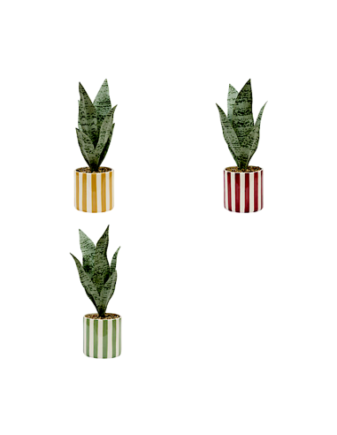PIANTE E FIORI CON VASO: vendita online Sansevieria Chéri, altezza 38 cm, vaso ceramica assortito, 11,5 x 11,5 x 38 cm in off...
