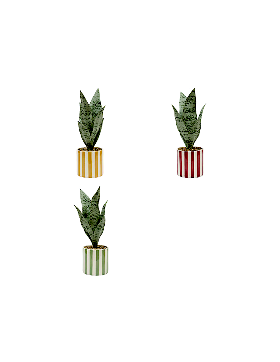 PIANTE E FIORI CON VASO: vendita online Sansevieria Chéri, altezza 38 cm, vaso ceramica assortito, 11,5 x 11,5 x 38 cm in off...