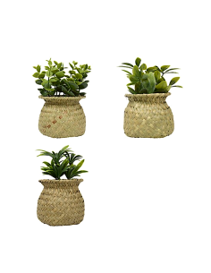 PIANTINA 210243 JIL 10X16CM ASSORTITO