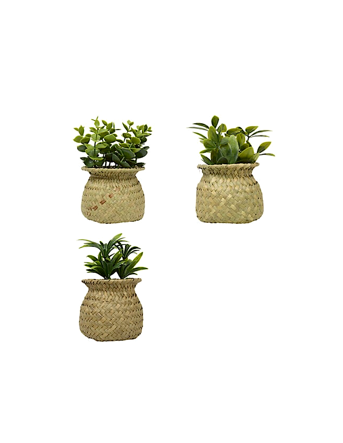 PIANTE E FIORI CON VASO: vendita online Pianta Jil, H. 18 cm, vaso in giunco assortito, scatola, 10 x 10 x 16 cm in offerta