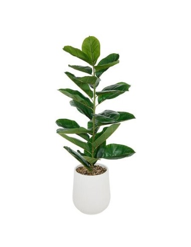 PIANTE E FIORI CON VASO: vendita online Ficus artificiale, con vaso in ceramica scanalata, multicolore, altezza 145 cm, 58 x ...