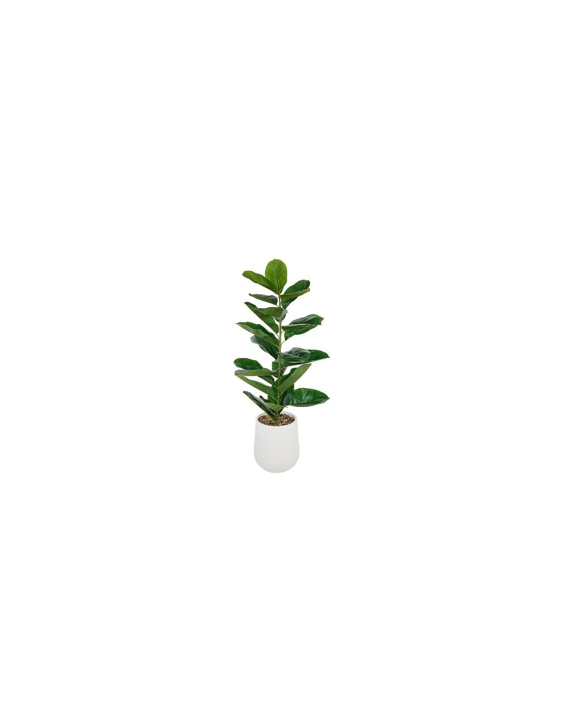 PIANTE E FIORI CON VASO: vendita online Ficus artificiale, con vaso in ceramica scanalata, multicolore, altezza 145 cm, 58 x ...