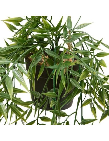 PIANTE E FIORI CON VASO: vendita online Bambù pensile, pianta artificiale verde, Liora, H. 67 cm, 10 x 10 x 75 cm in offerta