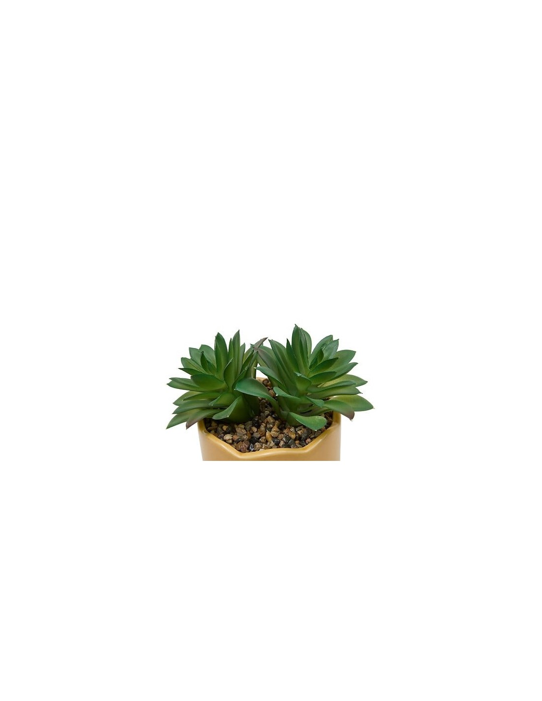 PIANTE E FIORI CON VASO: vendita online Pianta perenne, Chéri, H. 17 cm, vaso in ceramica assortito, 13 x 10 x 14,5 cm in off...
