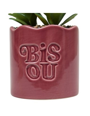 PIANTE E FIORI CON VASO: vendita online Pianta perenne, Chéri, H. 17 cm, vaso in ceramica assortito, 13 x 10 x 14,5 cm in off...