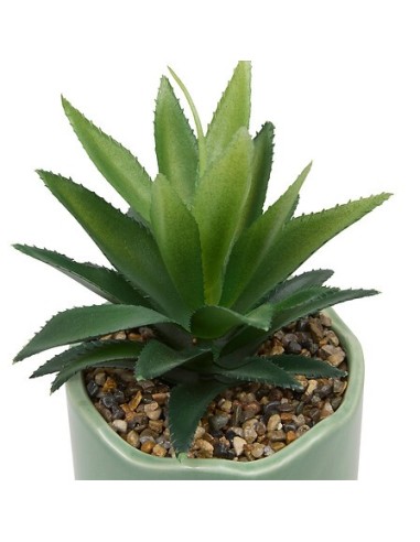 PIANTE E FIORI CON VASO: vendita online Pianta perenne, Chéri, H. 17 cm, vaso in ceramica assortito, 13 x 10 x 14,5 cm in off...