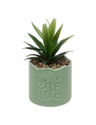 PIANTE E FIORI CON VASO: vendita online Pianta perenne, Chéri, H. 17 cm, vaso in ceramica assortito, 13 x 10 x 14,5 cm in off...