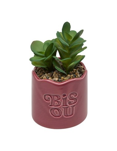 PIANTE E FIORI CON VASO: vendita online Pianta perenne, Chéri, H. 17 cm, vaso in ceramica assortito, 13 x 10 x 14,5 cm in off...