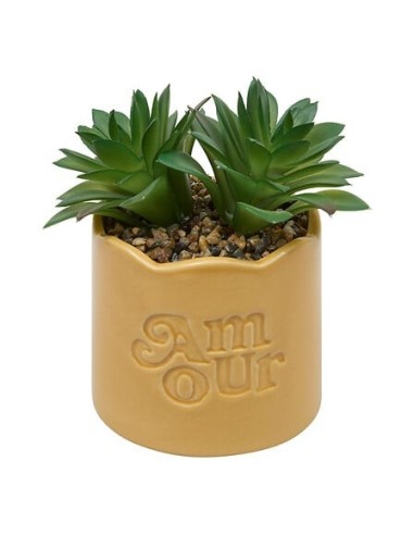 PIANTE E FIORI CON VASO: vendita online Pianta perenne, Chéri, H. 17 cm, vaso in ceramica assortito, 13 x 10 x 14,5 cm in off...