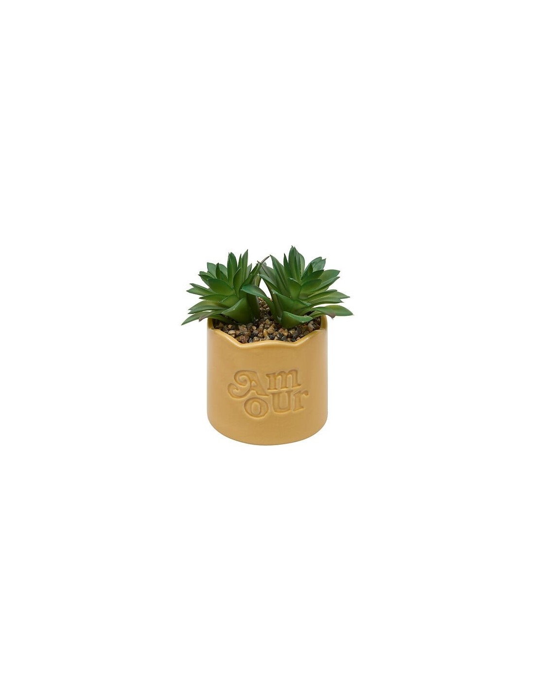 PIANTE E FIORI CON VASO: vendita online Pianta perenne, Chéri, H. 17 cm, vaso in ceramica assortito, 13 x 10 x 14,5 cm in off...