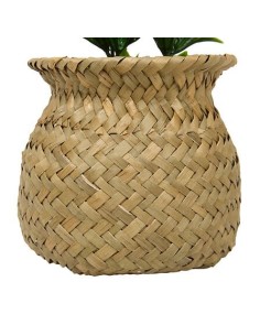 PIANTE E FIORI CON VASO: vendita online Pianta Jil, H. 18 cm, vaso in giunco assortito, scatola, 10 x 10 x 16 cm in offerta