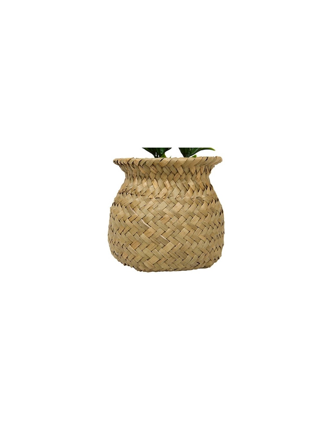 PIANTE E FIORI CON VASO: vendita online Pianta Jil, H. 18 cm, vaso in giunco assortito, scatola, 10 x 10 x 16 cm in offerta