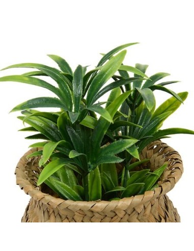 PIANTE E FIORI CON VASO: vendita online Pianta Jil, H. 18 cm, vaso in giunco assortito, scatola, 10 x 10 x 16 cm in offerta