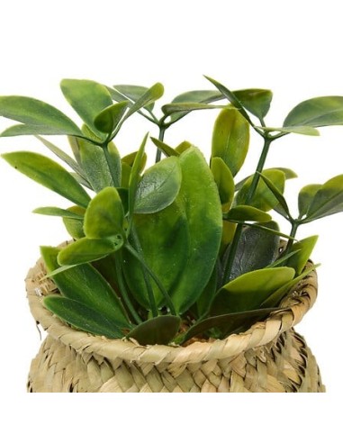 PIANTE E FIORI CON VASO: vendita online Pianta Jil, H. 18 cm, vaso in giunco assortito, scatola, 10 x 10 x 16 cm in offerta