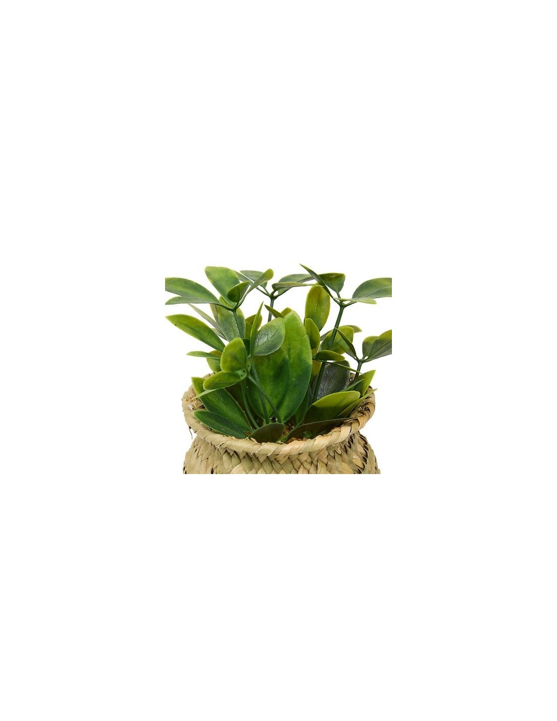 PIANTE E FIORI CON VASO: vendita online Pianta Jil, H. 18 cm, vaso in giunco assortito, scatola, 10 x 10 x 16 cm in offerta