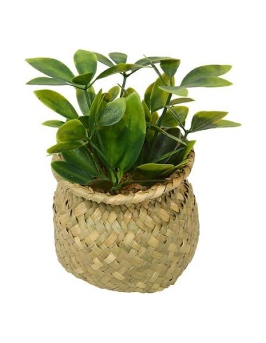 PIANTE E FIORI CON VASO: vendita online Pianta Jil, H. 18 cm, vaso in giunco assortito, scatola, 10 x 10 x 16 cm in offerta