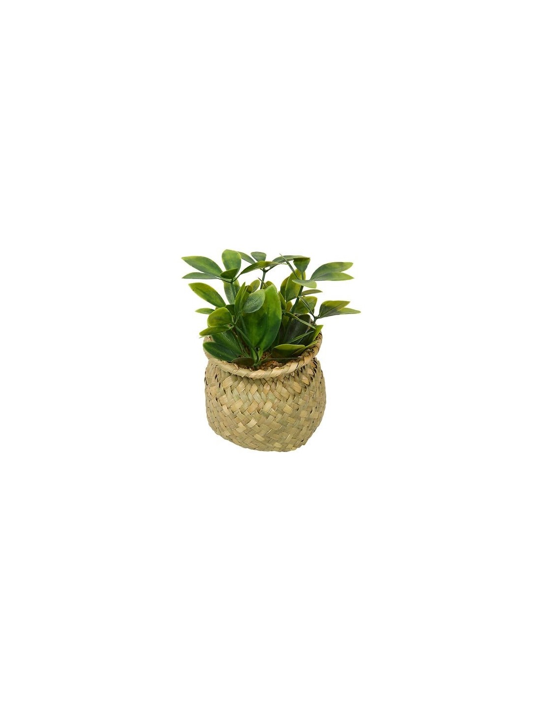 PIANTE E FIORI CON VASO: vendita online Pianta Jil, H. 18 cm, vaso in giunco assortito, scatola, 10 x 10 x 16 cm in offerta