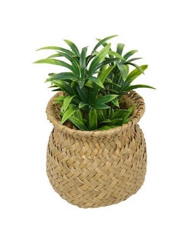 PIANTE E FIORI CON VASO: vendita online Pianta Jil, H. 18 cm, vaso in giunco assortito, scatola, 10 x 10 x 16 cm in offerta