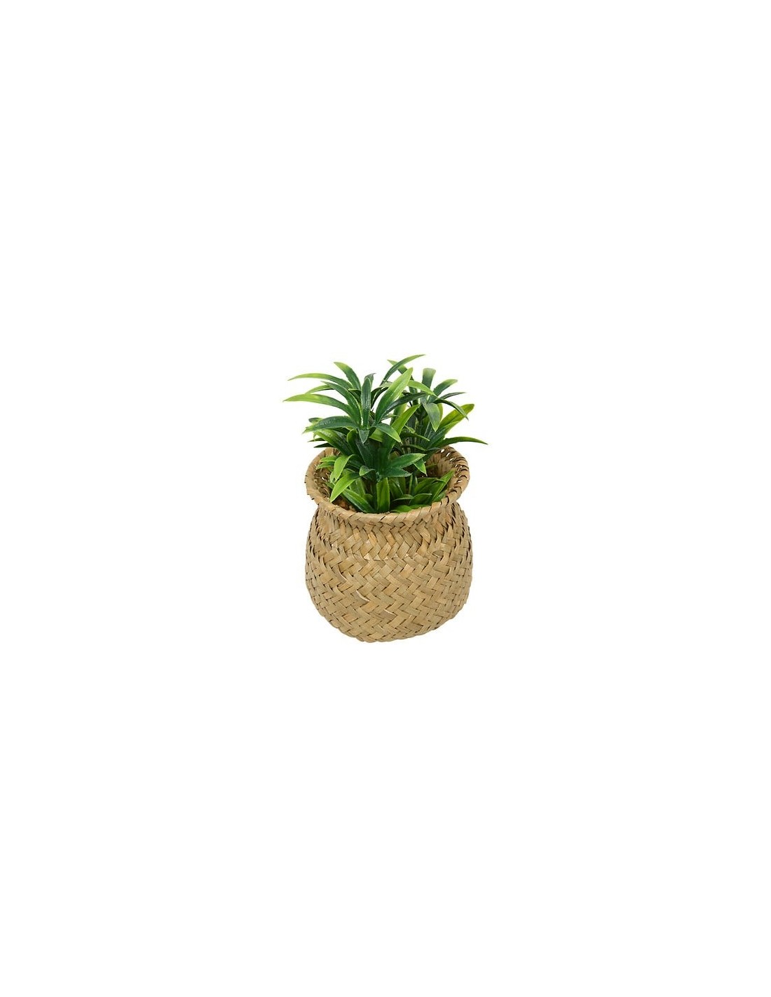 PIANTE E FIORI CON VASO: vendita online Pianta Jil, H. 18 cm, vaso in giunco assortito, scatola, 10 x 10 x 16 cm in offerta
