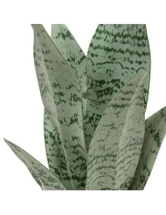 PIANTE E FIORI CON VASO: vendita online Sansevieria Chéri, altezza 38 cm, vaso ceramica assortito, 11,5 x 11,5 x 38 cm in off...
