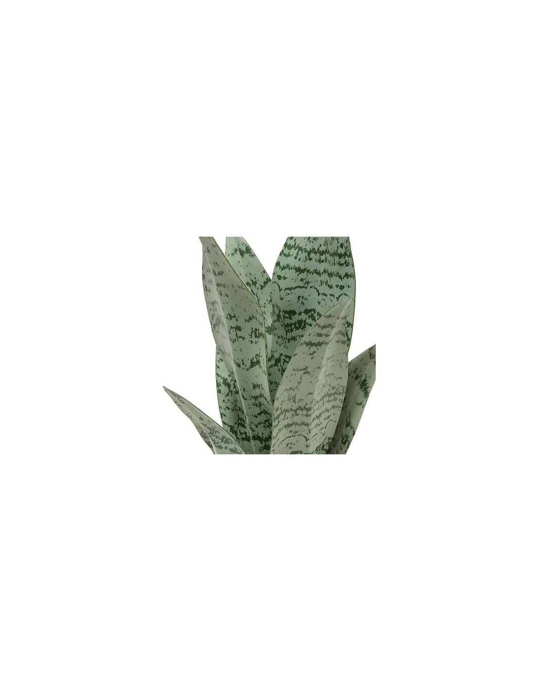 PIANTE E FIORI CON VASO: vendita online Sansevieria Chéri, altezza 38 cm, vaso ceramica assortito, 11,5 x 11,5 x 38 cm in off...