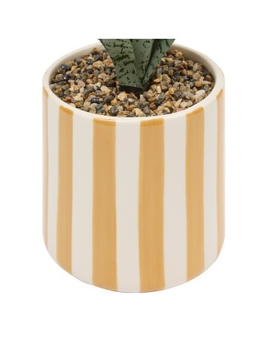 PIANTE E FIORI CON VASO: vendita online Sansevieria Chéri, altezza 38 cm, vaso ceramica assortito, 11,5 x 11,5 x 38 cm in off...